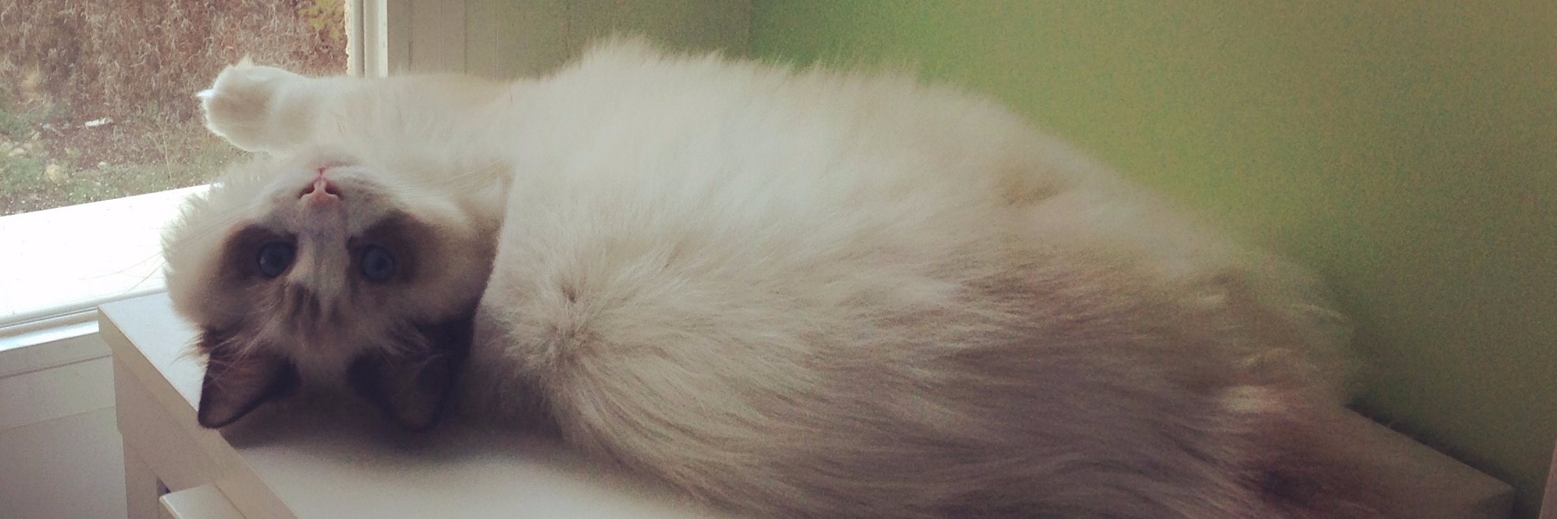 Gemucca's profile banner image