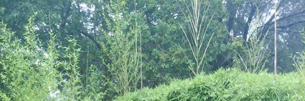 Erico_MD's profile banner image