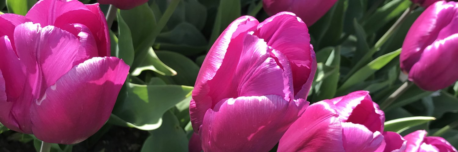 Elena Hoolmaa banner