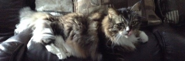 DonnaLeeThomps8 Profile Banner