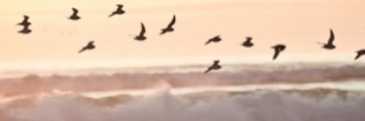 patchi444's profile banner image