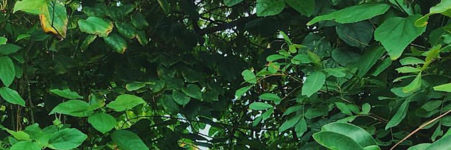 ethandlls1's profile banner image