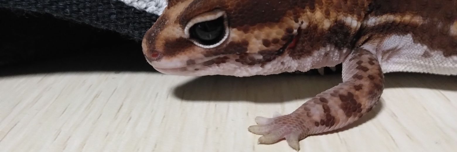 ちゃたろう banner