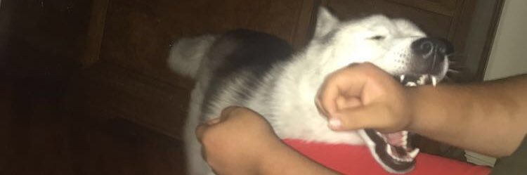 Bo banner
