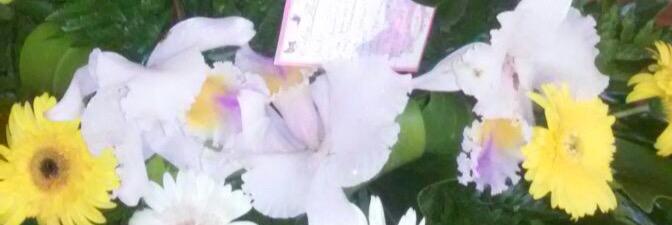 AlgiJaraba's profile banner image