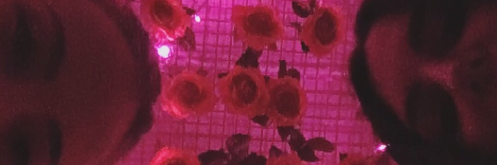 Millie Agnew banner