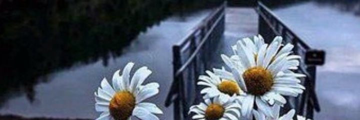 MicArgota's profile banner image