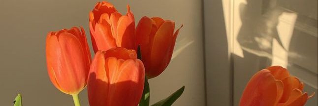 faellinhasb's profile banner image