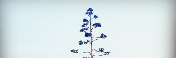 Roberto Bonilla banner