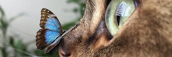 ayseeavc's profile banner image