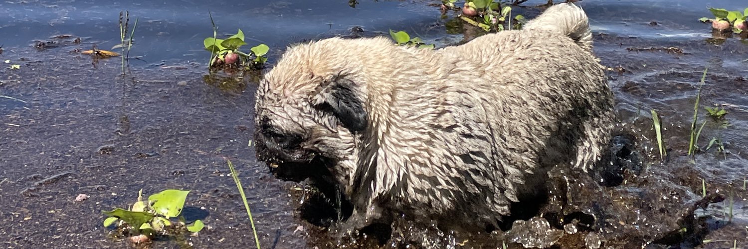 lvan Busolari banner