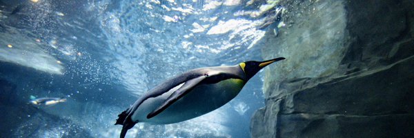 SeaWorld Profile Banner