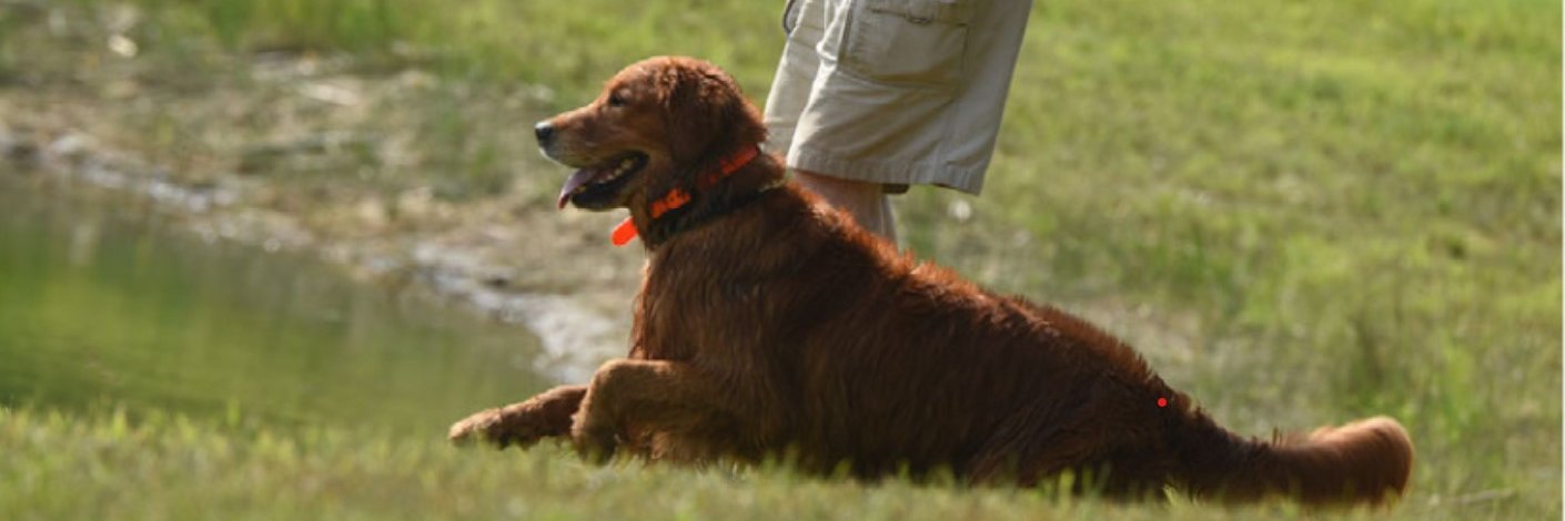 Golden Retriever Channel's banner