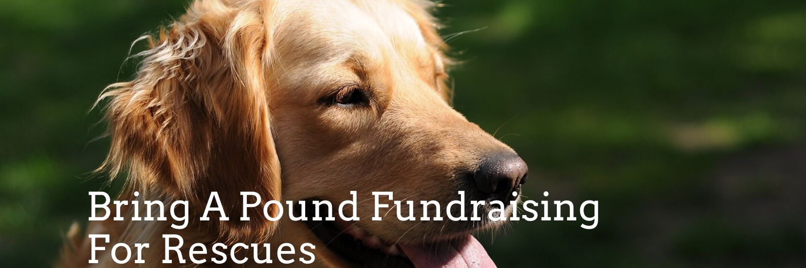 Bring A Pound For Rescues banner