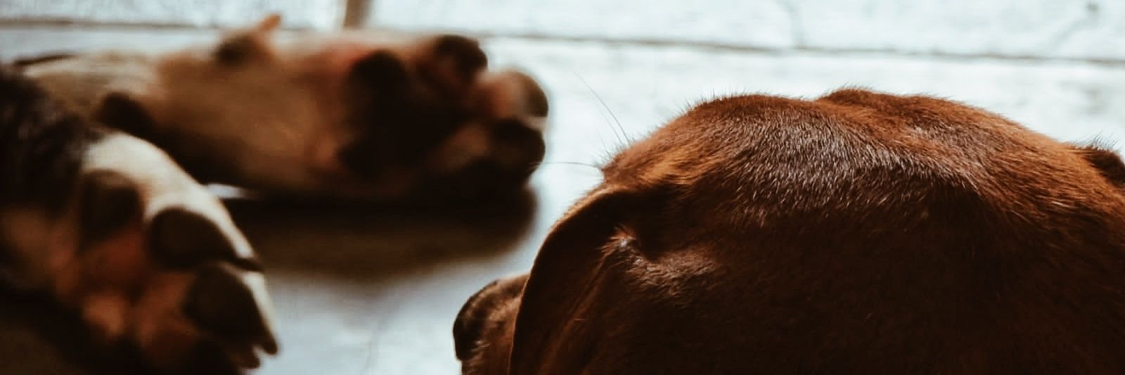 NereAcosta_'s profile banner image