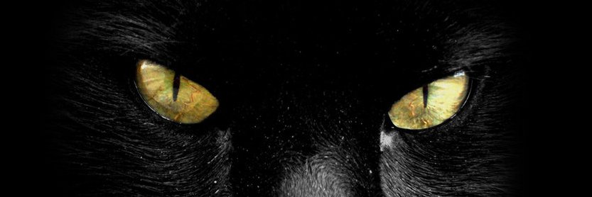 caceco banner