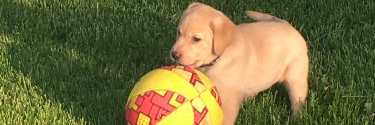 Laura Schwindt banner