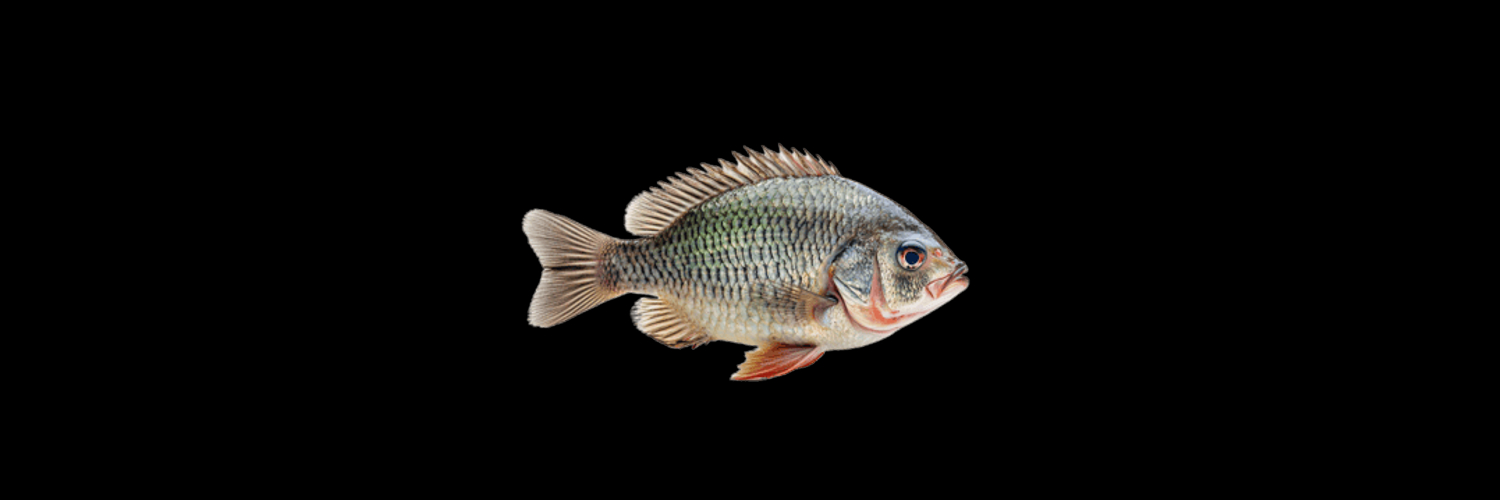 FishOfficia1's profile banner image