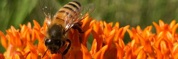 CarmelClayParks Profile Banner
