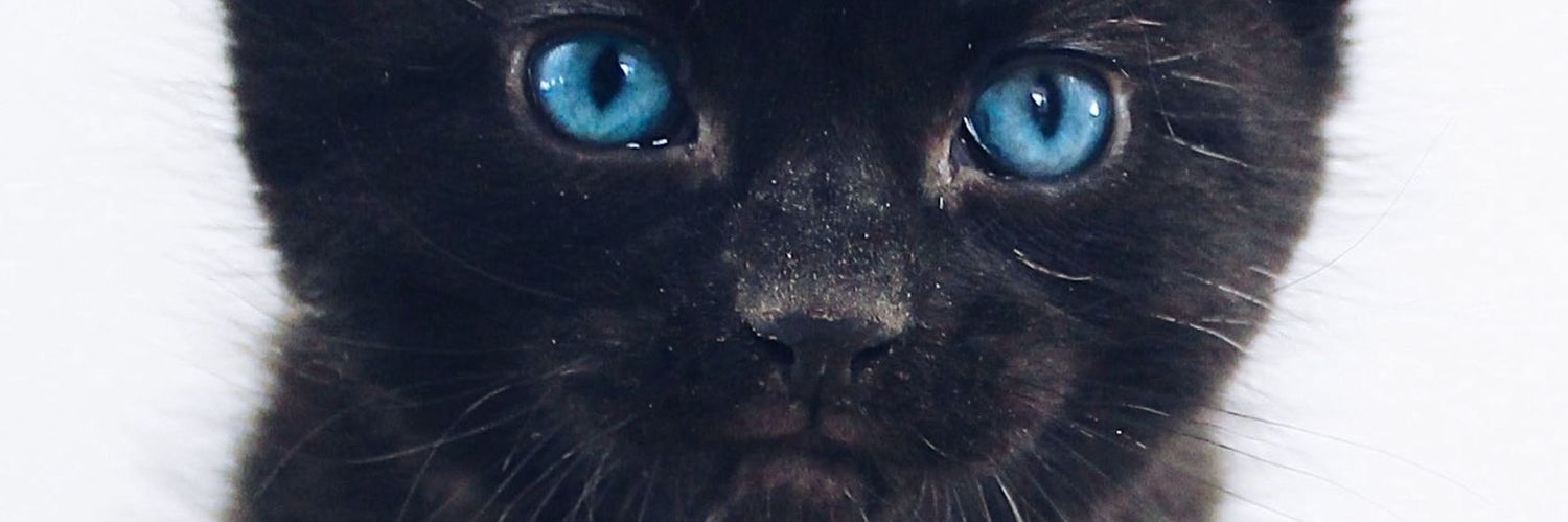 miss_ada_'s profile banner image