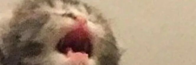 PrestyUwU's profile banner image