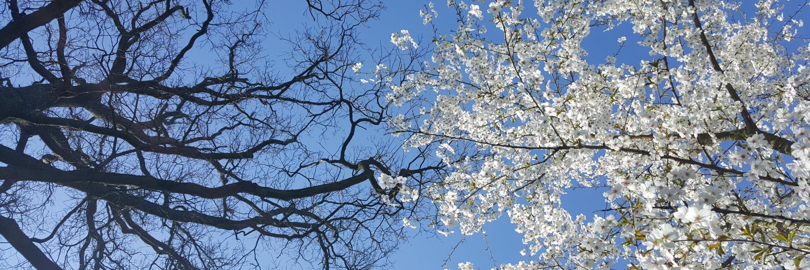 danslesbranches's profile banner image