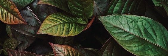 Claudiaghm's profile banner image