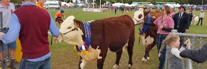redhillshow's profile banner image