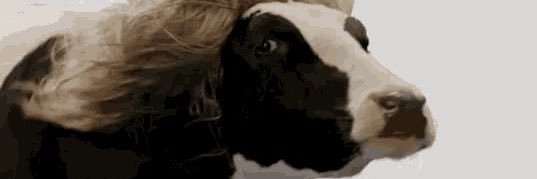 Michael Sabetti banner