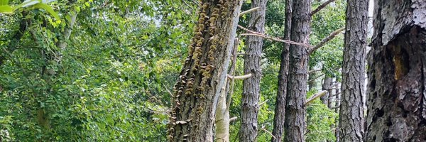 channabach Profile Banner