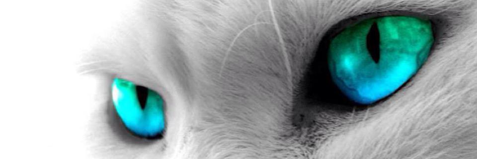 ⭐ZAK BLACK⭐ banner