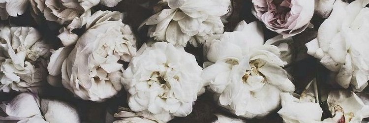 taifloress's profile banner image