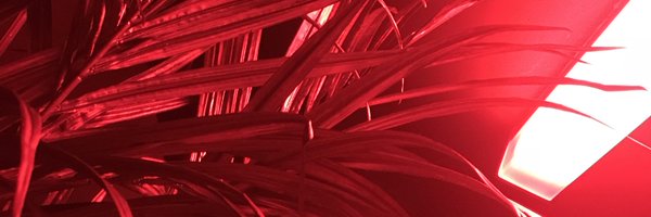 mindoftrent_ Profile Banner