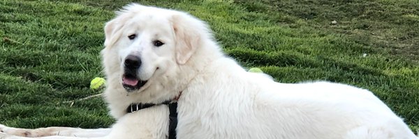 MsDizzyT Profile Banner