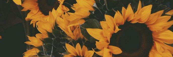 devyn_anderson's profile banner image