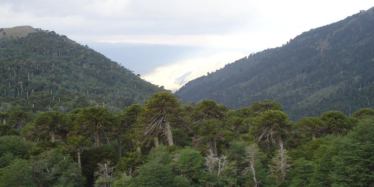 Mauricio Osorio banner