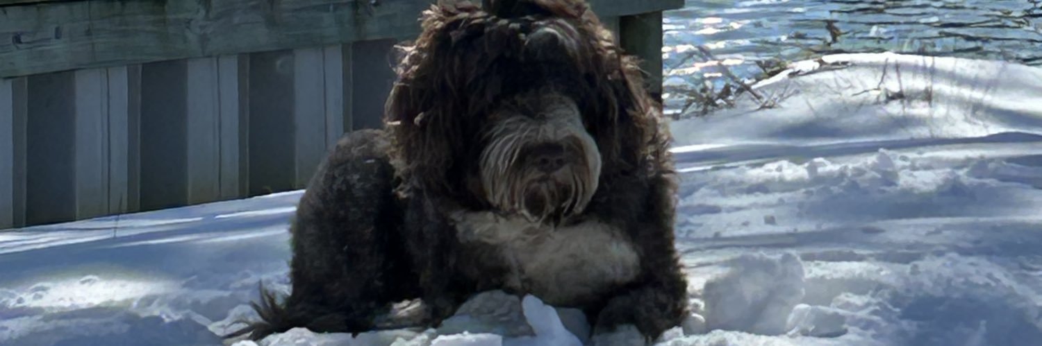 constitutionclinger I HAVE QUESTIONS 🇺🇸 banner