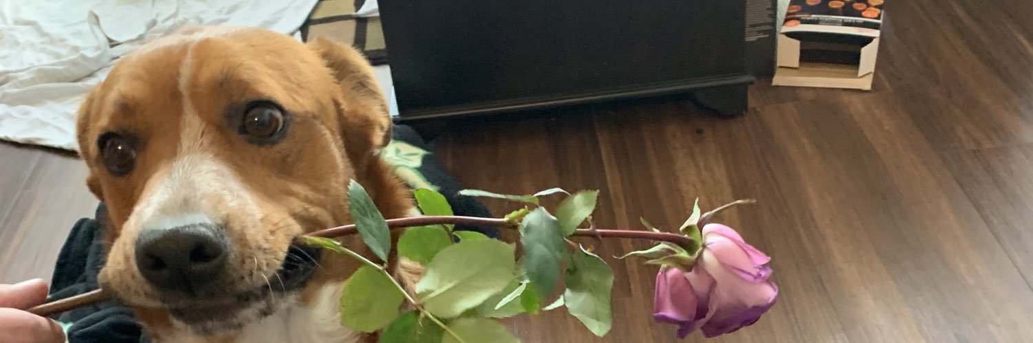 shandym28's profile banner image