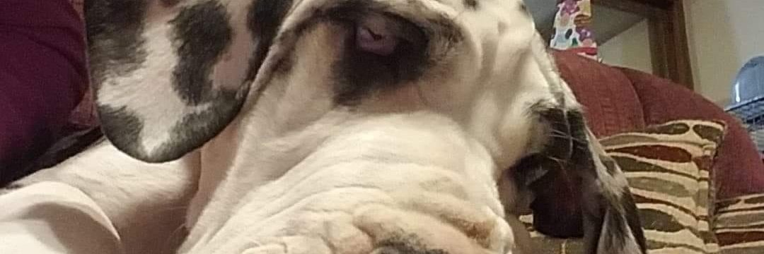 ʙᴇʀᴛʀᴀᴍ ✰ banner