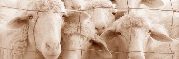 Заблудший Овц's banner