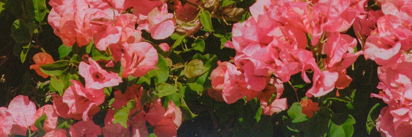 annisfa_ch's profile banner image