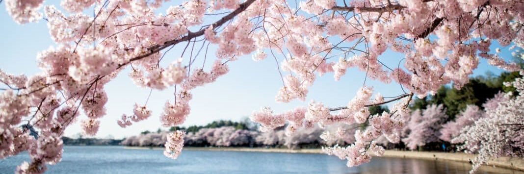 LinsNicole🌸 banner