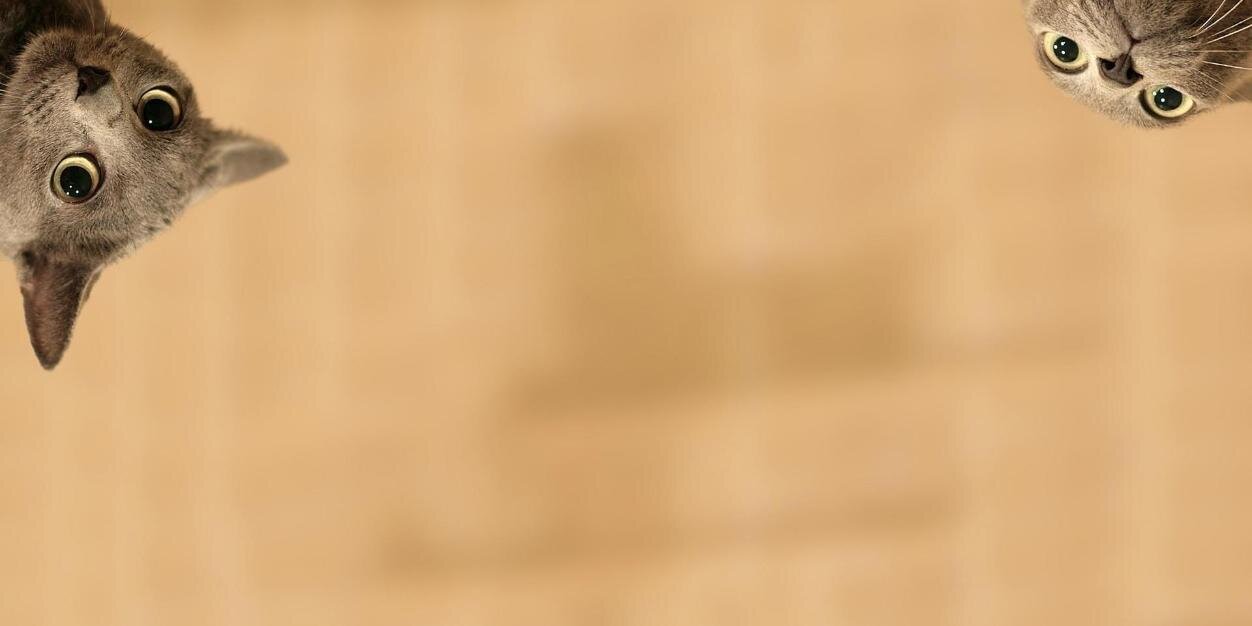 kingprotus's profile banner image