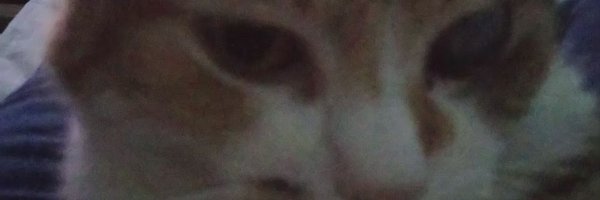 selectivisima Profile Banner