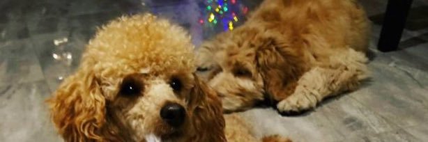 ItsDoggehs ▼ banner