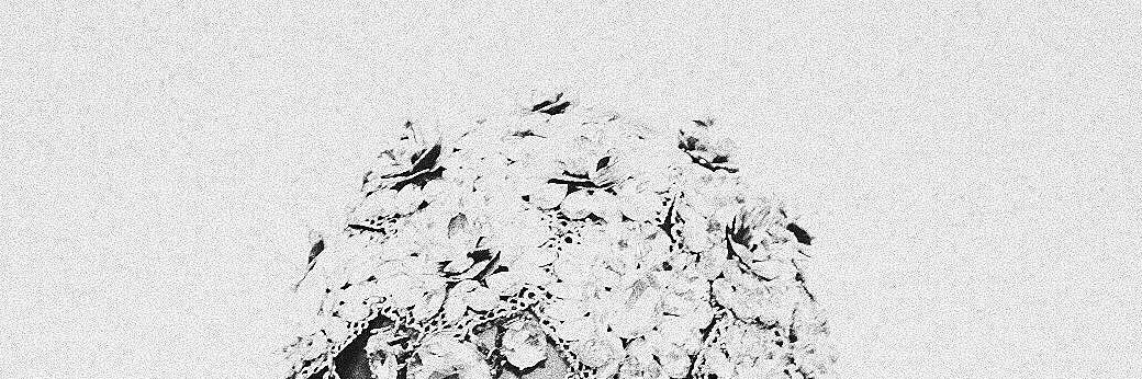 NM Rumors & Tea banner