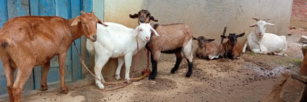 prashansa_25 Profile Banner