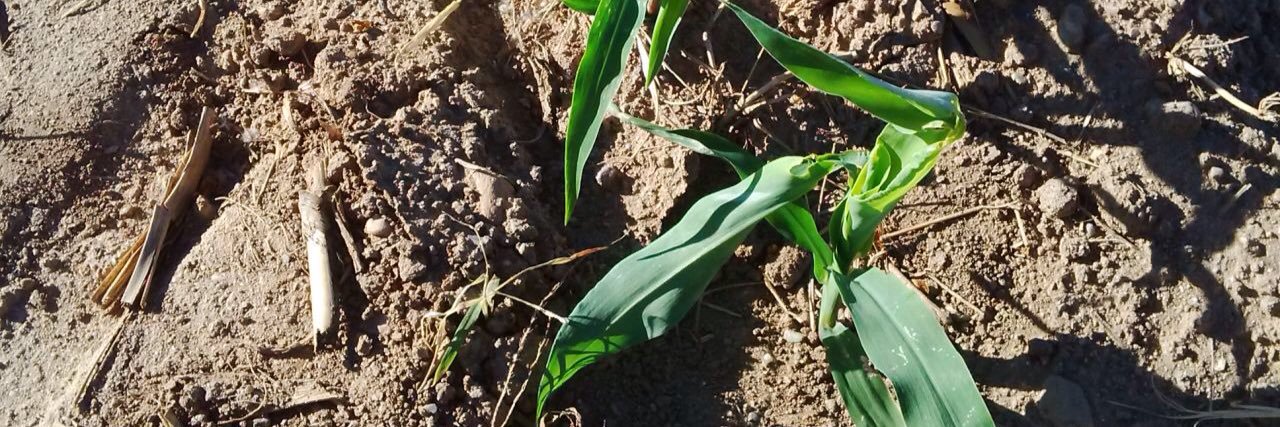 Agronotas's profile banner image