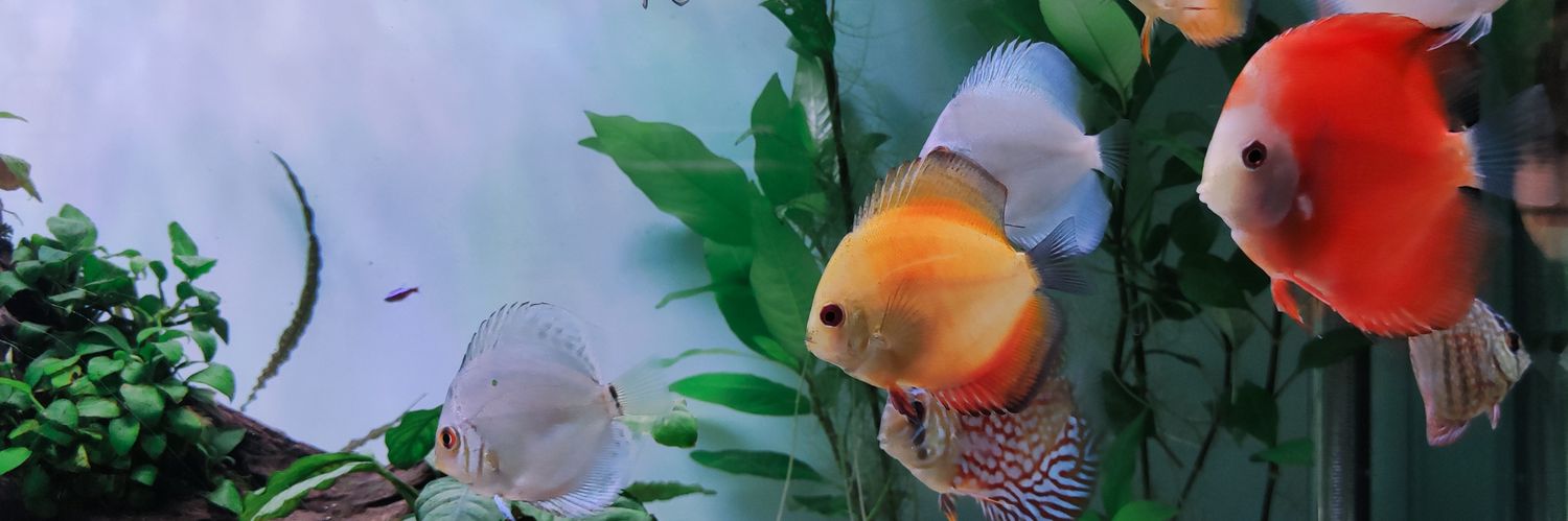 elcharlydemty's profile banner image