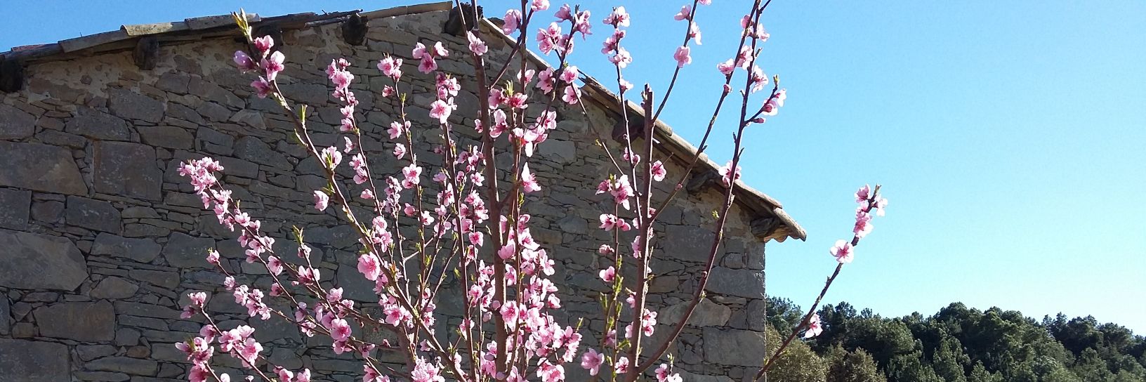 Gemma Puig Feliu banner